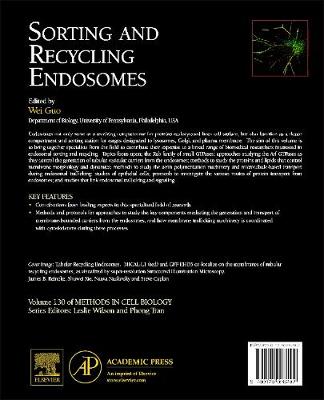 Sorting and Recycling Endosomes