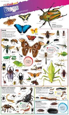 DKfindout! Bugs Poster