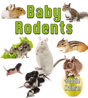 Baby Rodents