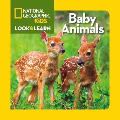 Baby Animals