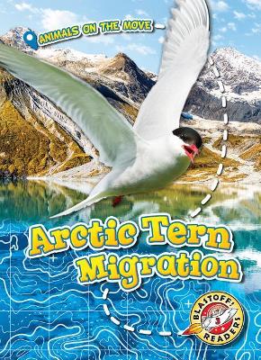 Arctic Tern Migration