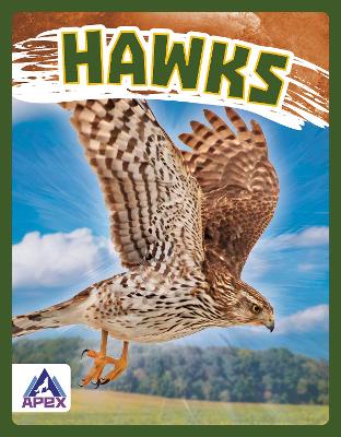 Birds of Prey: Hawk