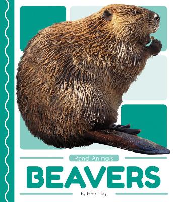 Pond Animals: Beavers