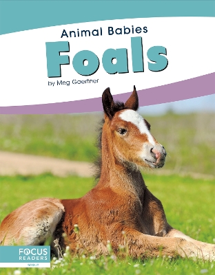 Animal Babies: Foals