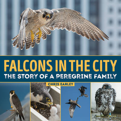 Falcons in the City: The Story of a Peregine Family