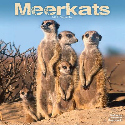 Meerkats Calendar 2024 Square Wildlife Safari Wall Calendar - 16 Month