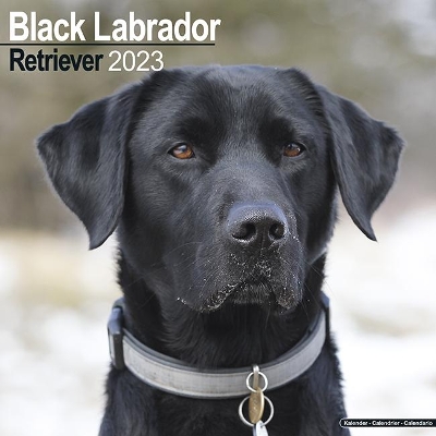 Black Labrador Retriever 2023 Wall Calendar