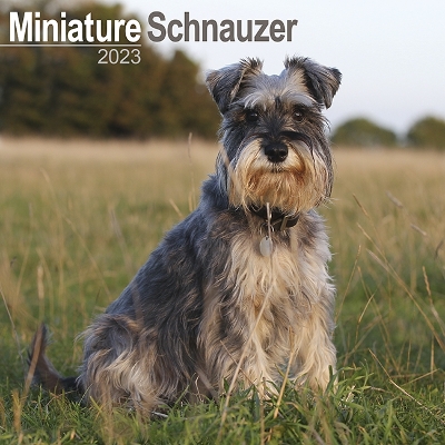 Schnauzer Miniature 2023 Wall Calendar