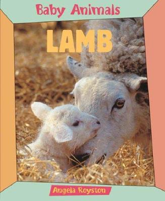 Lamb