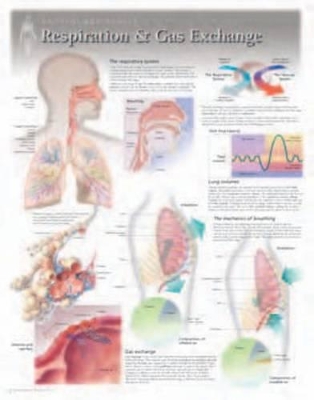 Respiration & Gas Exchange Laminated Poster