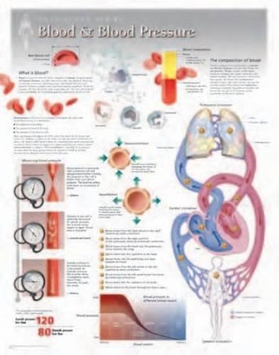 Blood & Blood Pressure Laminated Poster