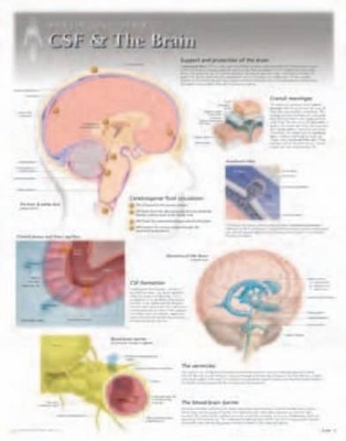 CSF & the Brain Laminated Poster