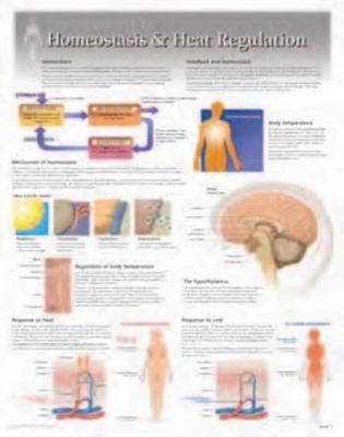 Homeostatis & Heat Regulation Laminated Poster