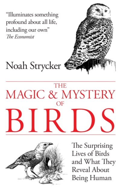 Book Cover for Magic & Mystery of Birds by Noah Strycker