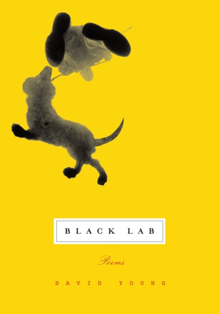 Book Cover for Black Lab by David Young