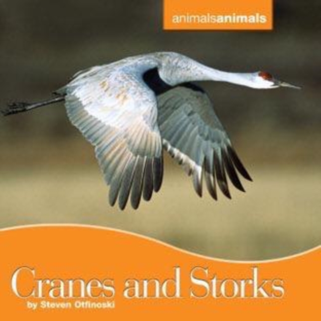 Book Cover for Cranes and Storks by Steven Otfinoski