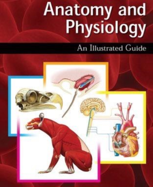 Book Cover for Anatomy and Physiology: An Illustrated Guide by Amy-Jane Beer