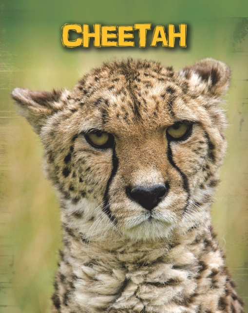 Book Cover for Cheetahs by Guillain, Charlotte