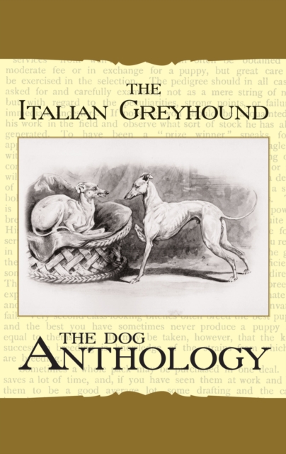 Book Cover for Italian Greyhound: A Dog Anthology by Various