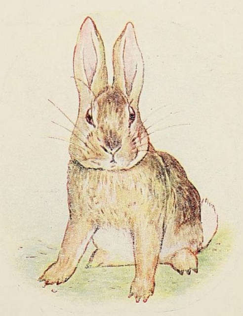 Book Cover for Story of a Fierce Bad Rabbit by Beatrix Potter