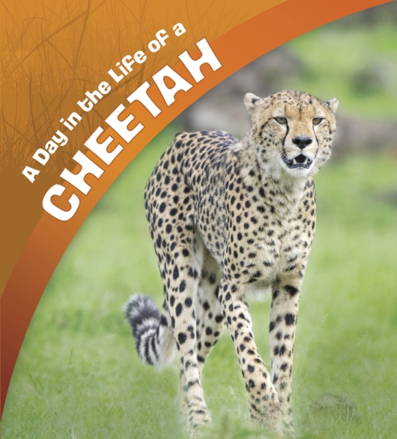 Book Cover for Day in the Life of a Cheetah by Amstutz, Lisa J.