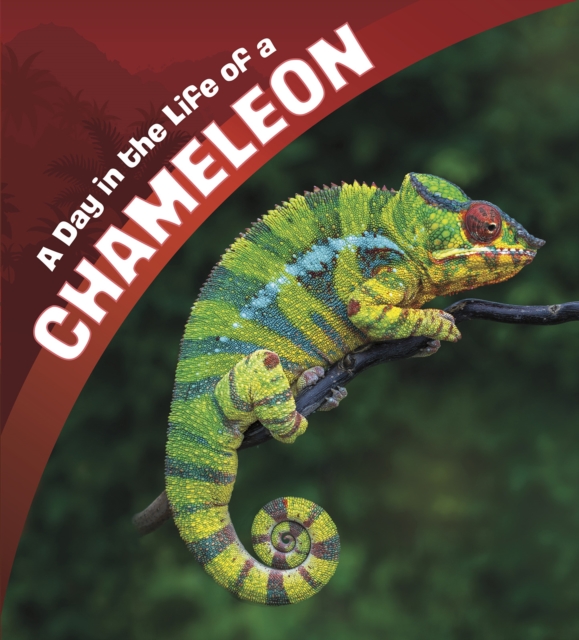 Book Cover for Day in the Life of a Chameleon by Amstutz, Lisa J.