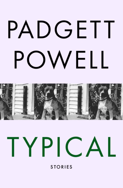 Book Cover for Typical by Padgett Powell