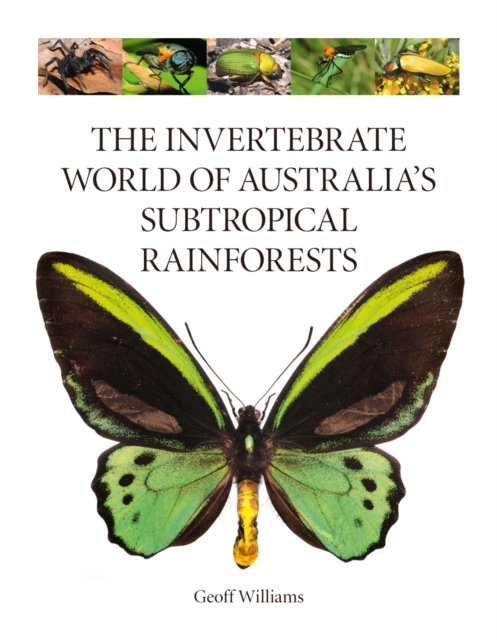 Book Cover for Invertebrate World of Australia's Subtropical Rainforests by Williams, Geoff