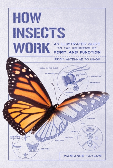 Book Cover for How Insects Work by Taylor, Marianne