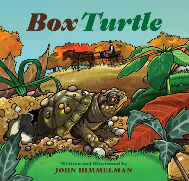 Book Cover for Box Turtle by Himmelman, John