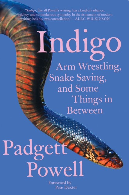 Book Cover for Indigo by Padgett Powell