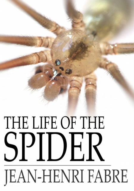 Life of the Spider