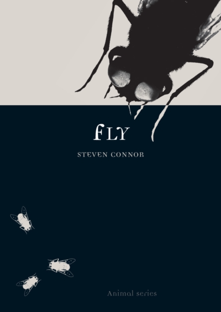 Book Cover for Fly by Steven Connor