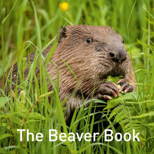 Book Cover for Beaver Book by Hugh Warwick