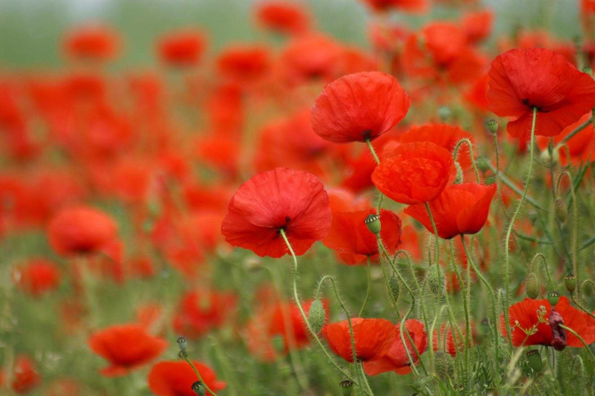 Armistice Day: A Collection of Remembrance - Spark Interest and Educate Children about the First and Second World War and other Historical Events