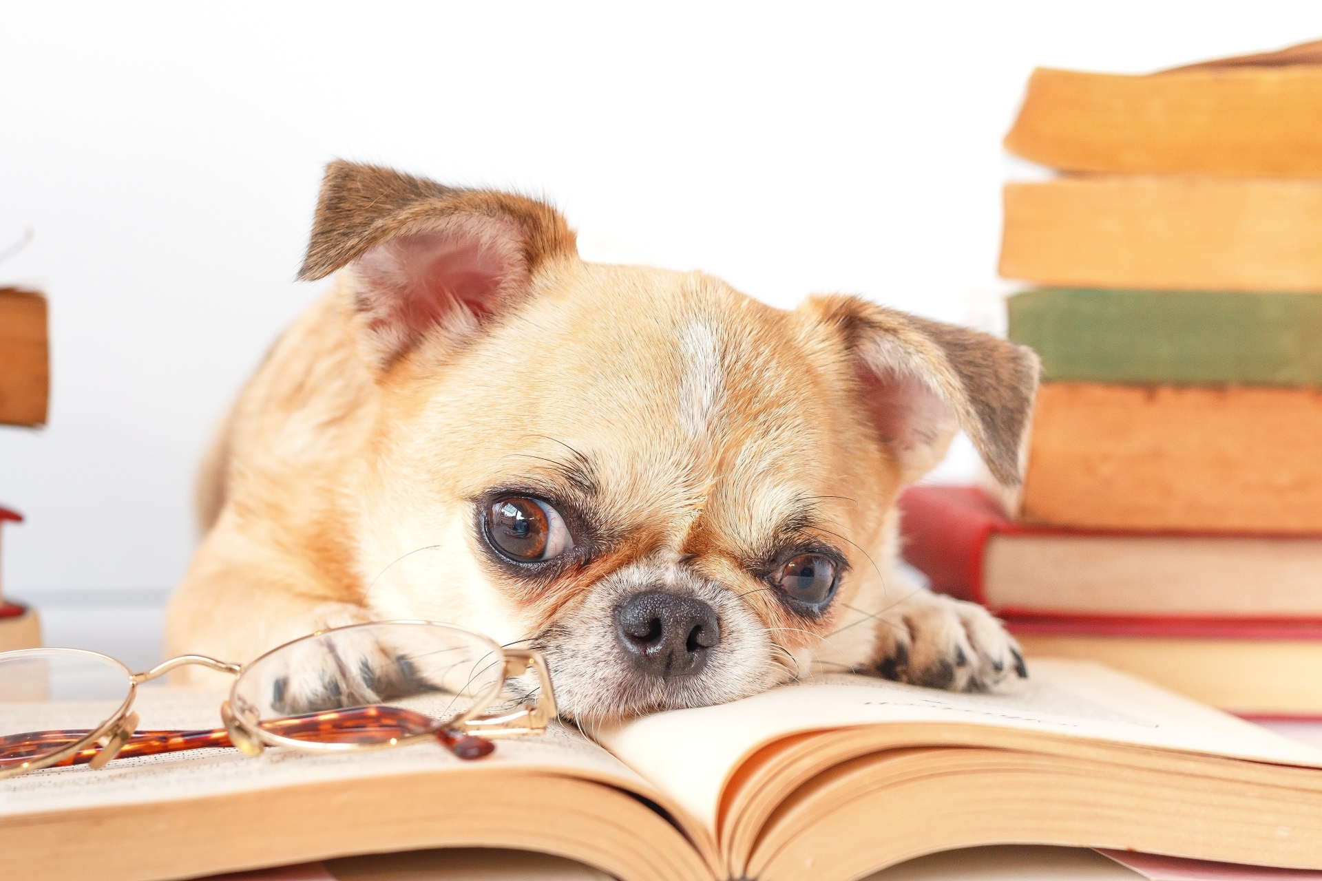 dog reading a book