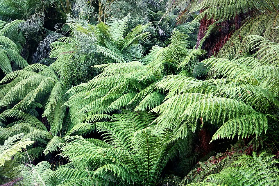 Bosque de helechos arborescentes (Dicksonia), ecosistema montano