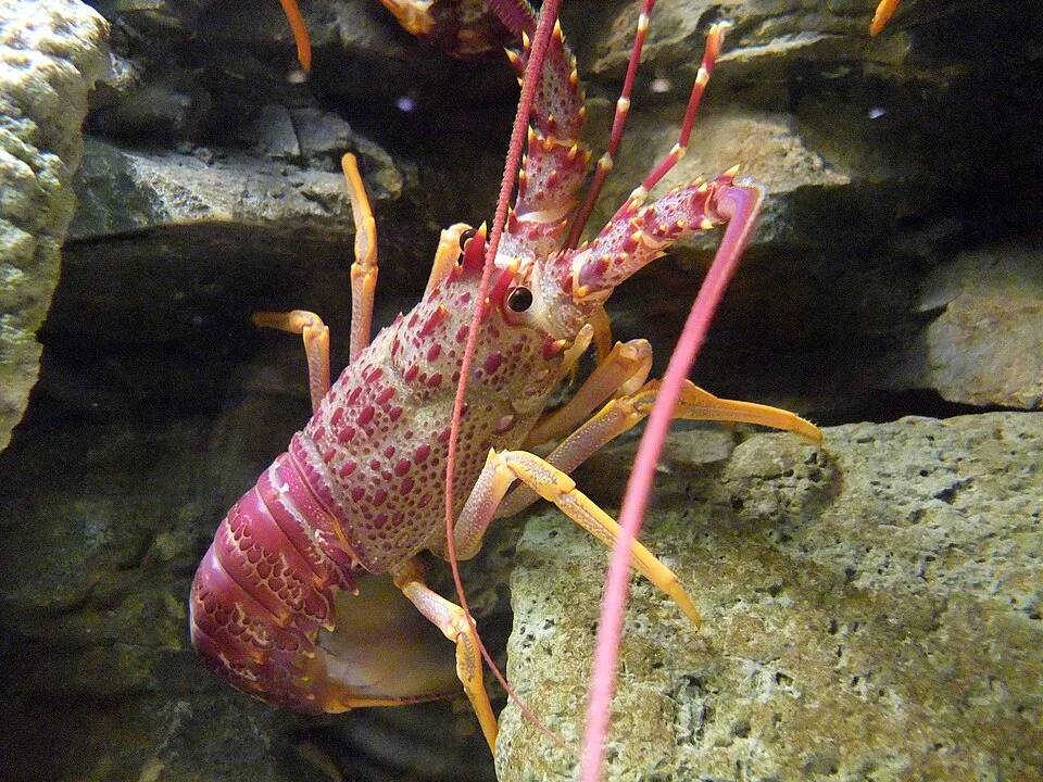 Langosta espinosa del Pacífico sur (Jasus edwardsii)