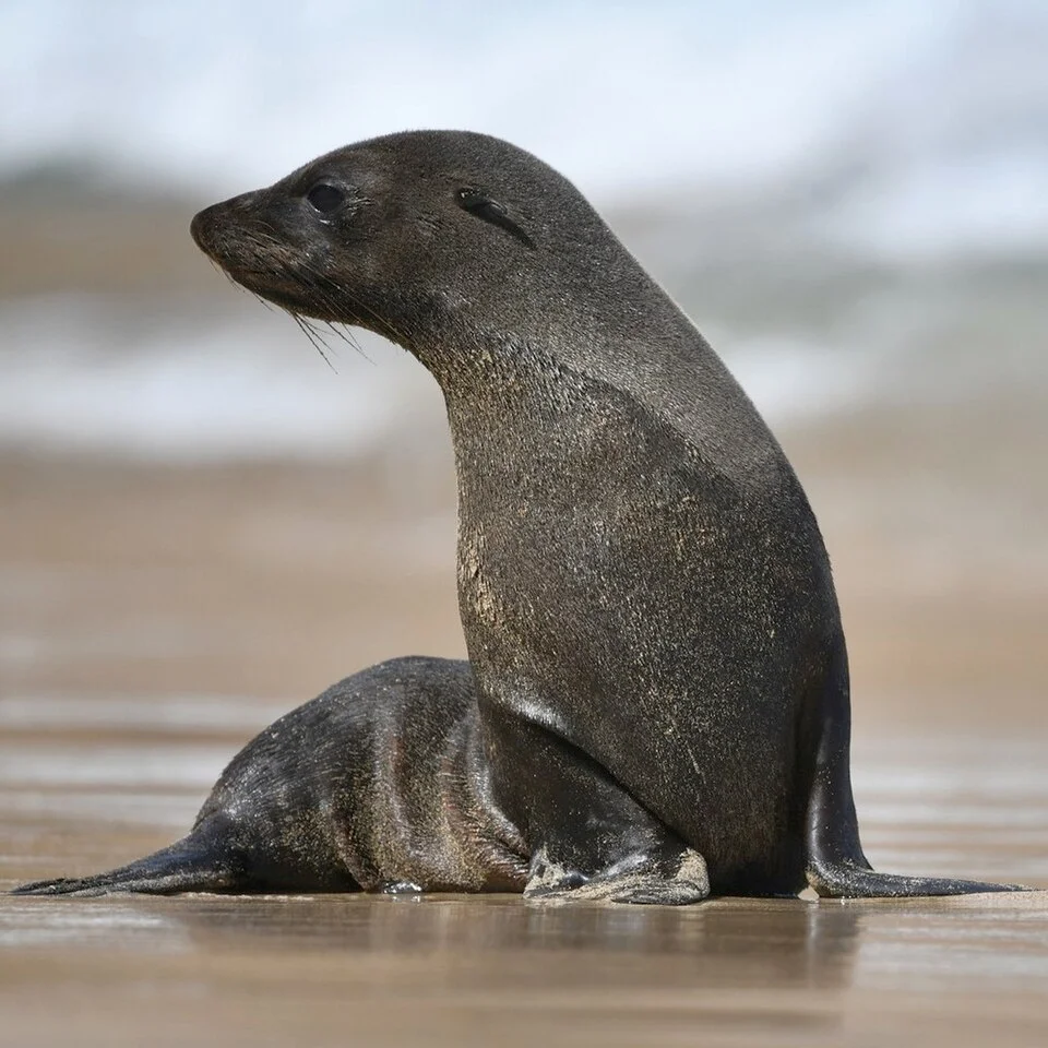Lobo fino de Juan Fernández (Arctophoca philippii) en las rocas