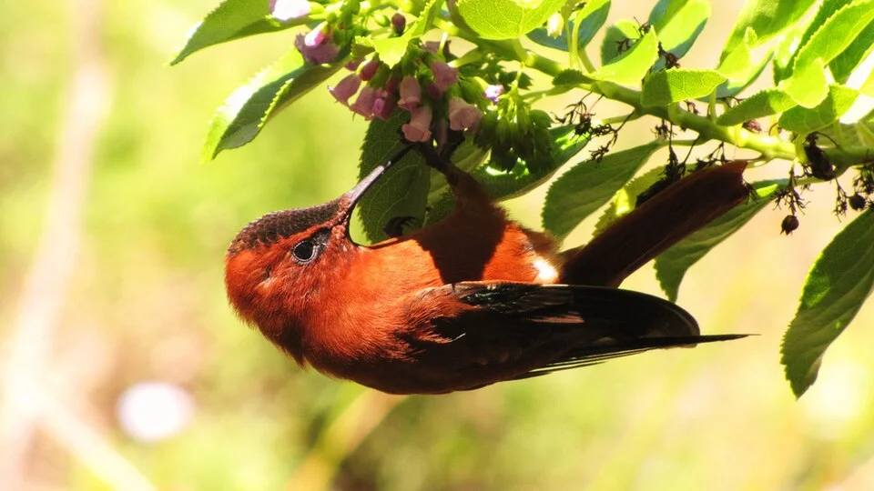 Picaflor rojo macho de Juan Fernández (Sephanoides fernandensis)