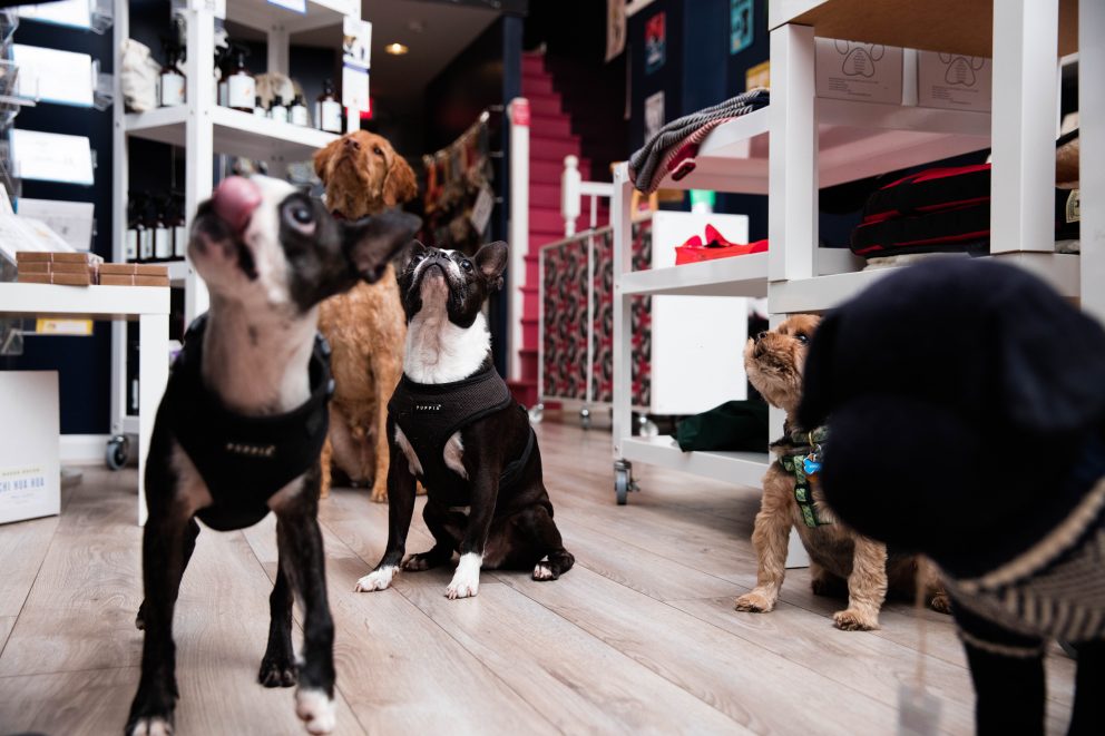 Five dogs waiting to receive treats in a pop-up shop.