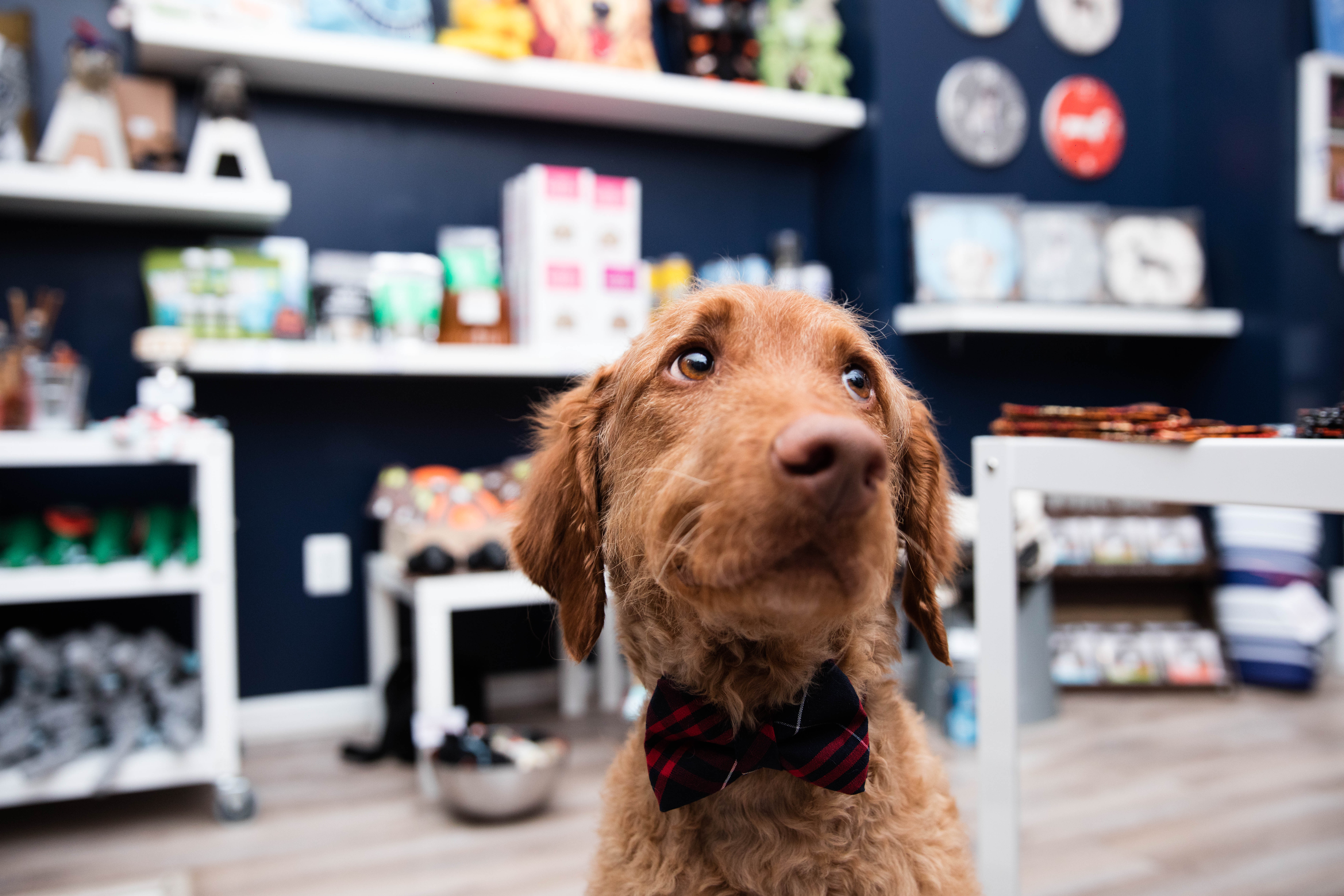 puppy in a pet grooming shop