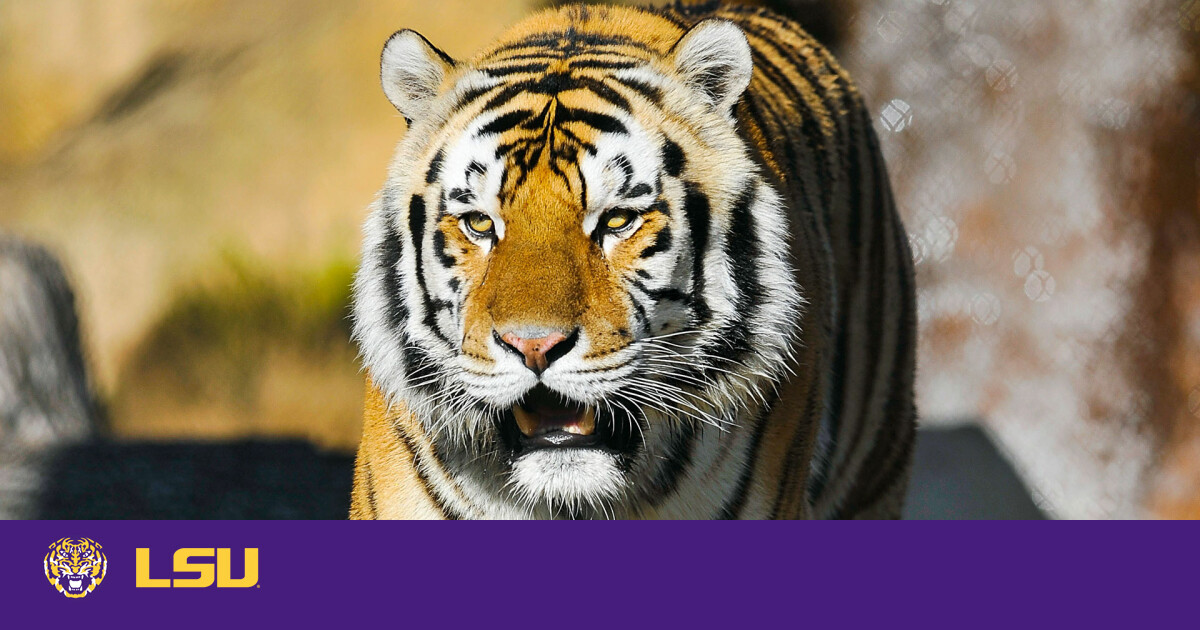 Mike VII, LSU's Live Tiger Mascot, Received COVID-19 Vaccination