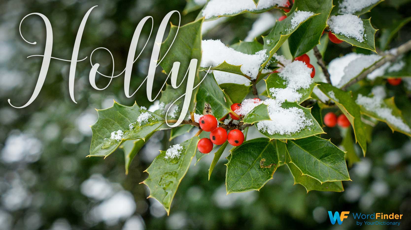 christmas word meaning holly