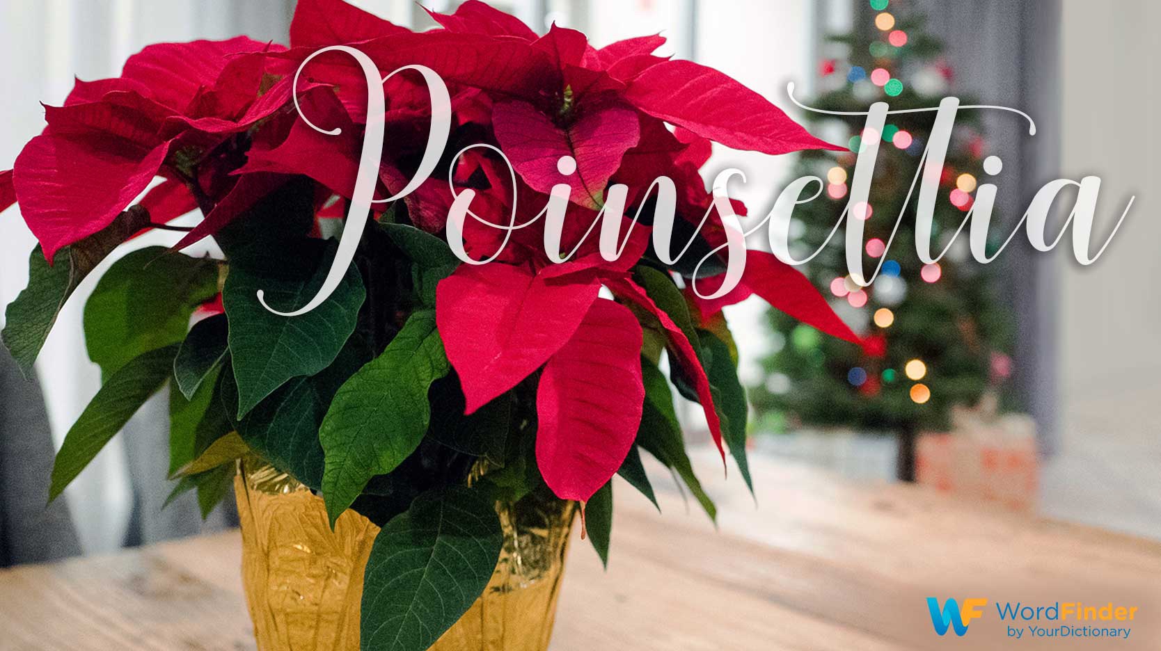 christmas word meaning poinsettia 