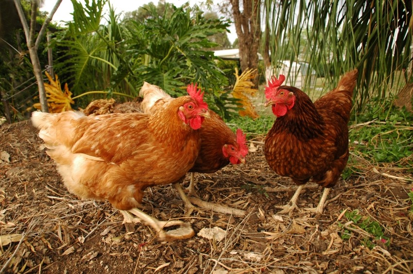 Examples of Omnivores