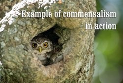Commensalism Examples Animals