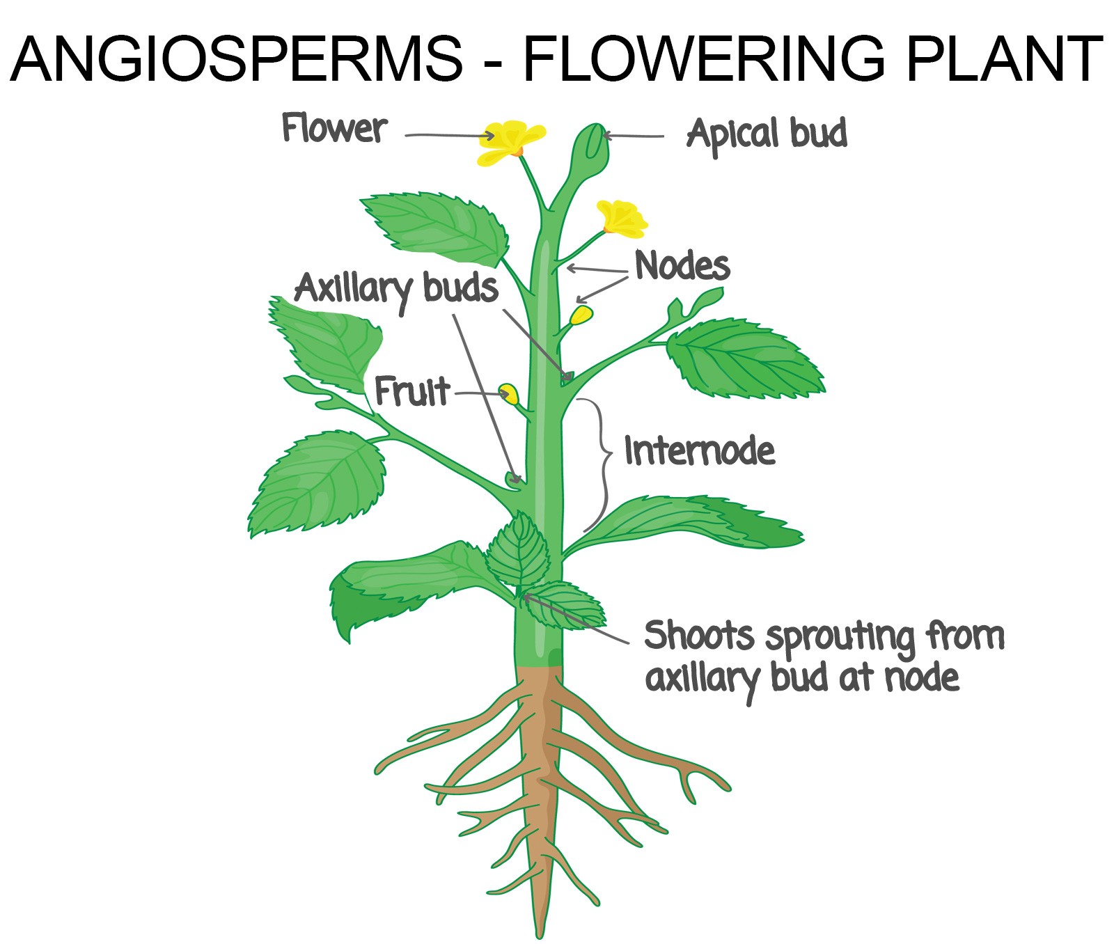 Angiosperm.base?v=1589869645