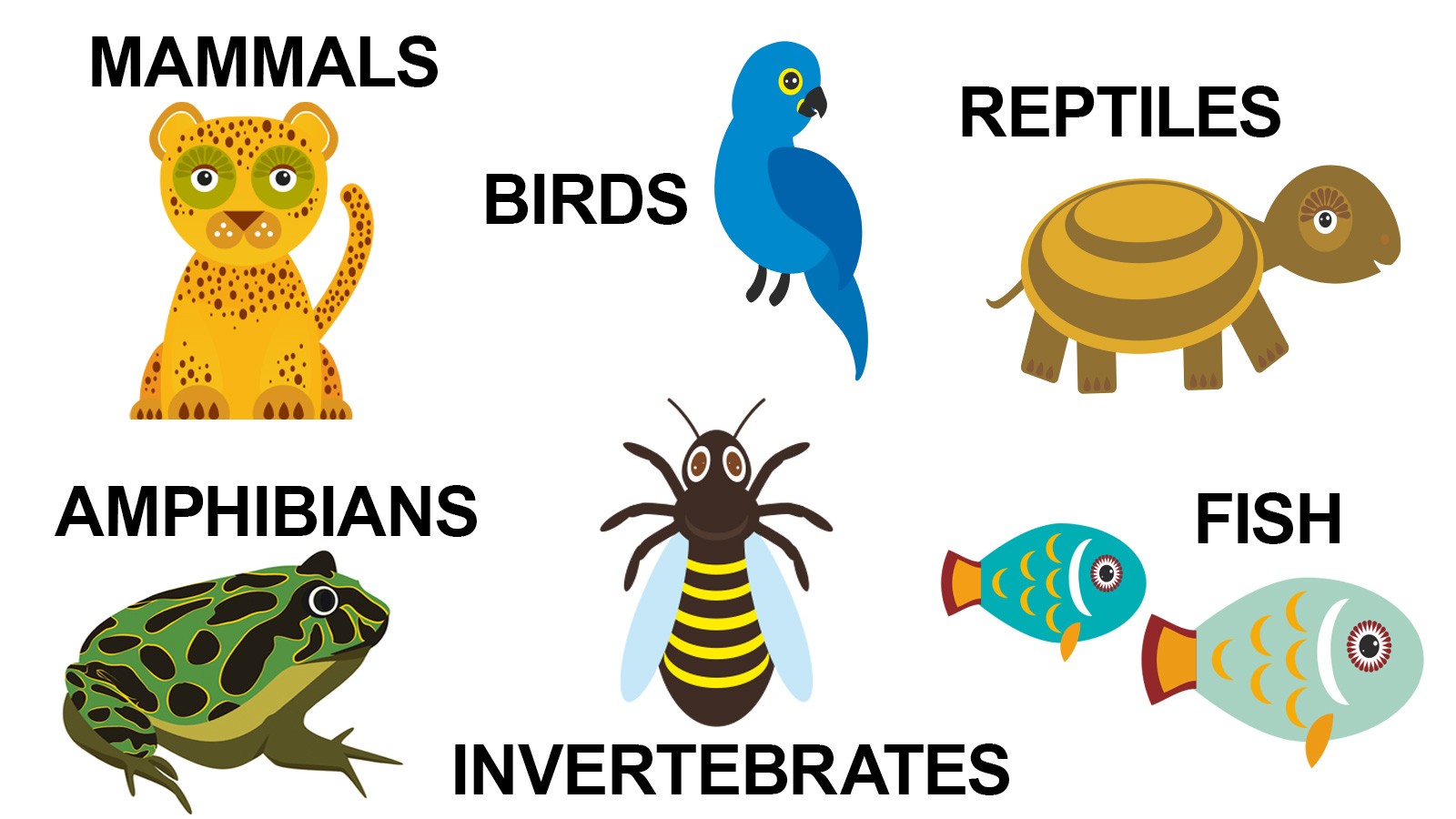 basic-types-of-animals-and-their-characteristics