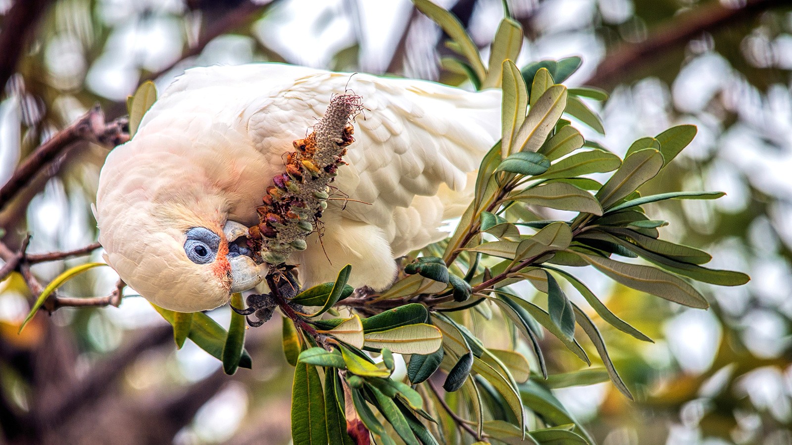 Herbivore Examples Common PlantEating Animals